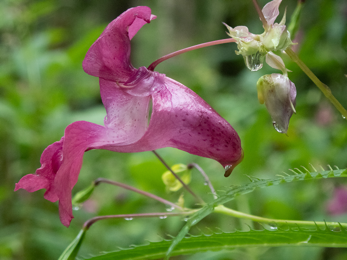 Image of Impatiens glandulifera specimen.