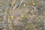 род Linaria