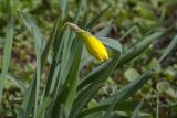 Narcissus pseudonarcissus