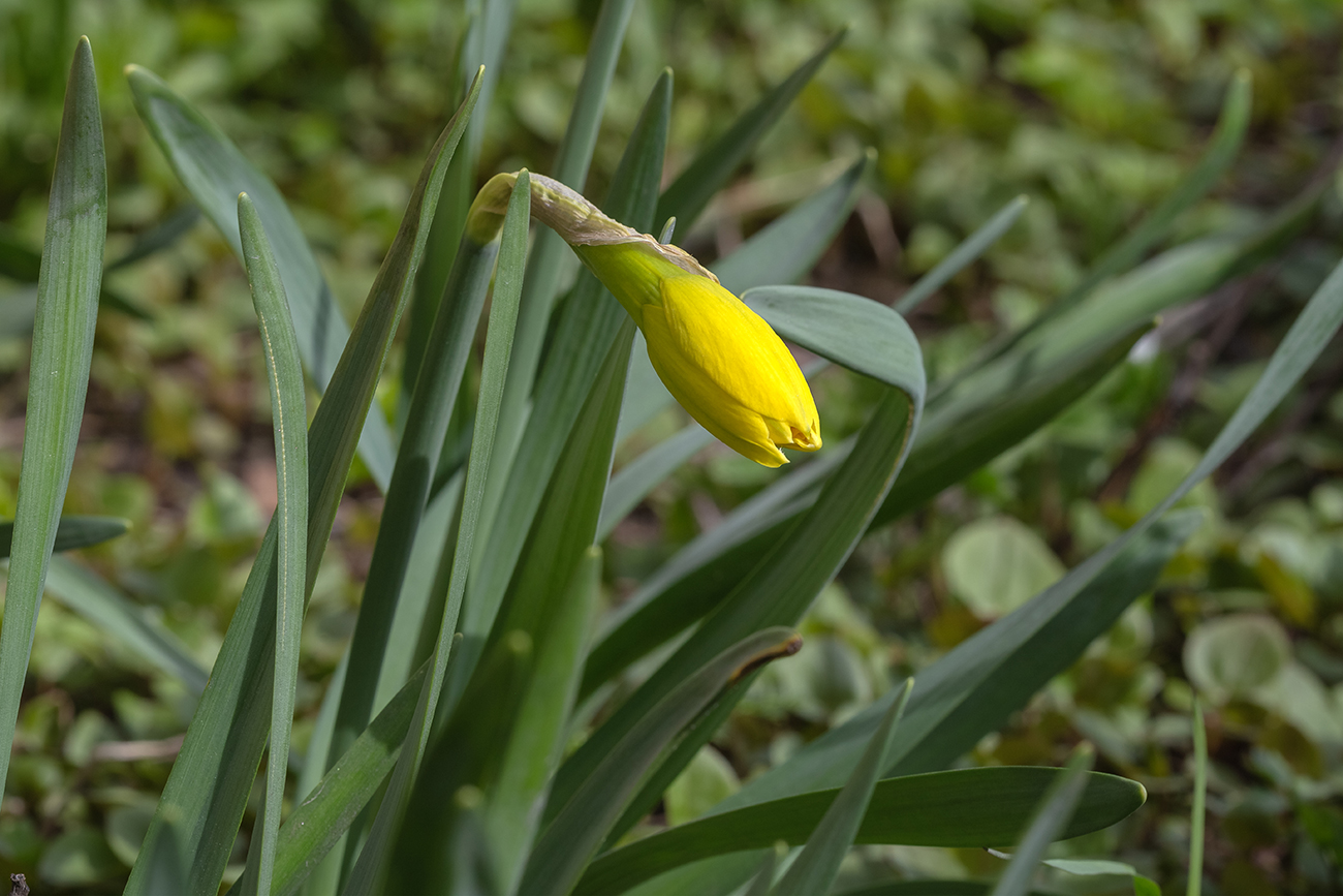 Image of Narcissus pseudonarcissus specimen.