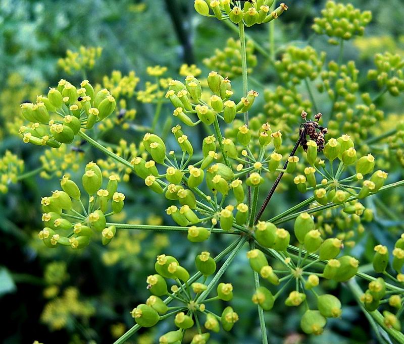Image of Pastinaca sativa specimen.