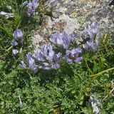 Astragalus levieri. Цветущие растения. Карачаево-Черкесия, Домбай, гора Мусса-Ачитара, 2800 м н.у.м., на каменистом склоне. 09.07.2015.