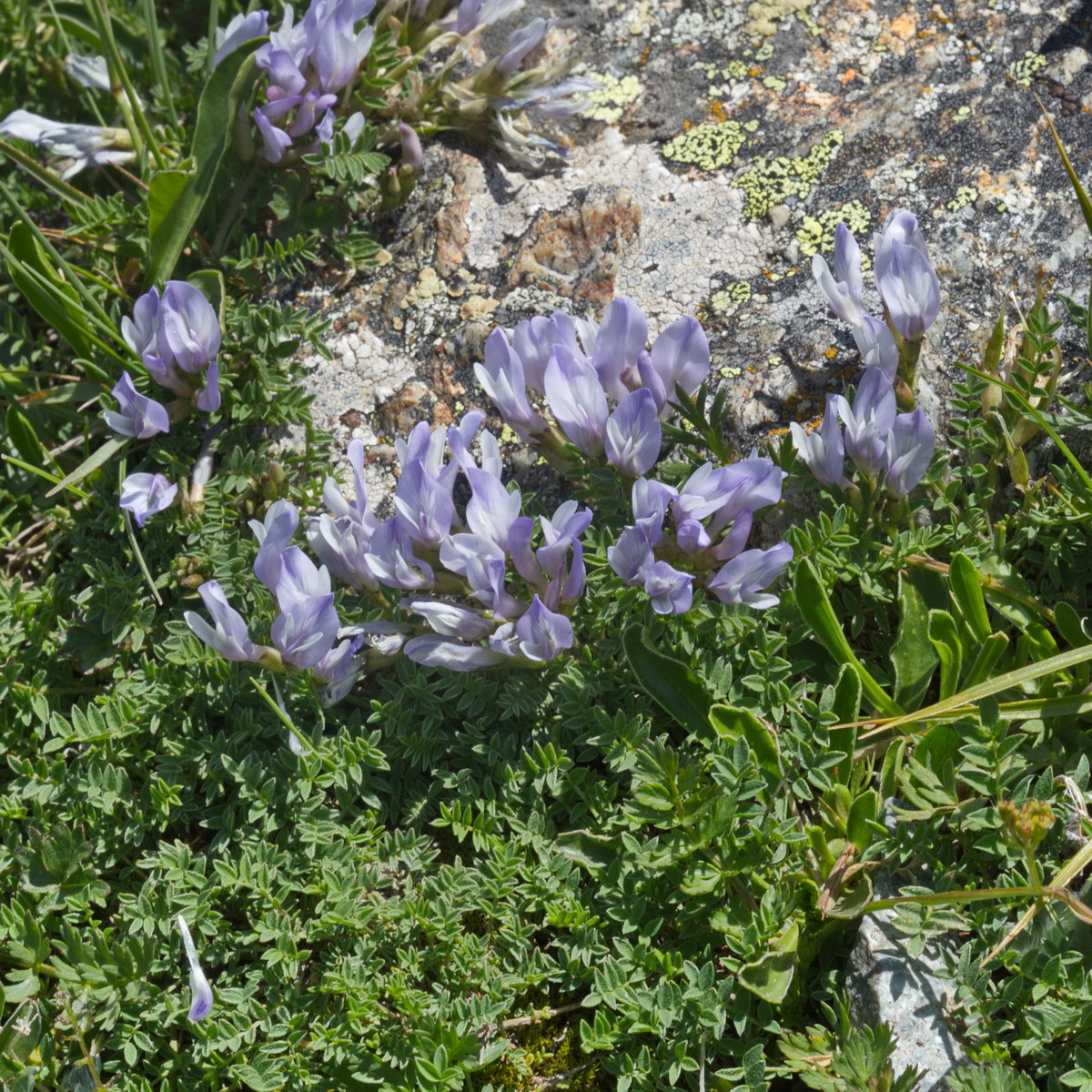Image of Astragalus levieri specimen.