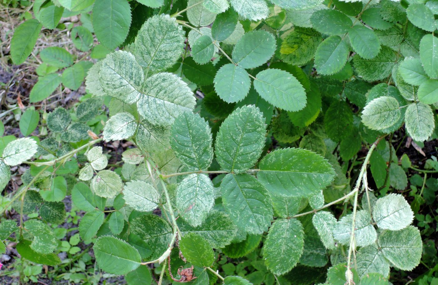 Image of Rosa centifolia specimen.