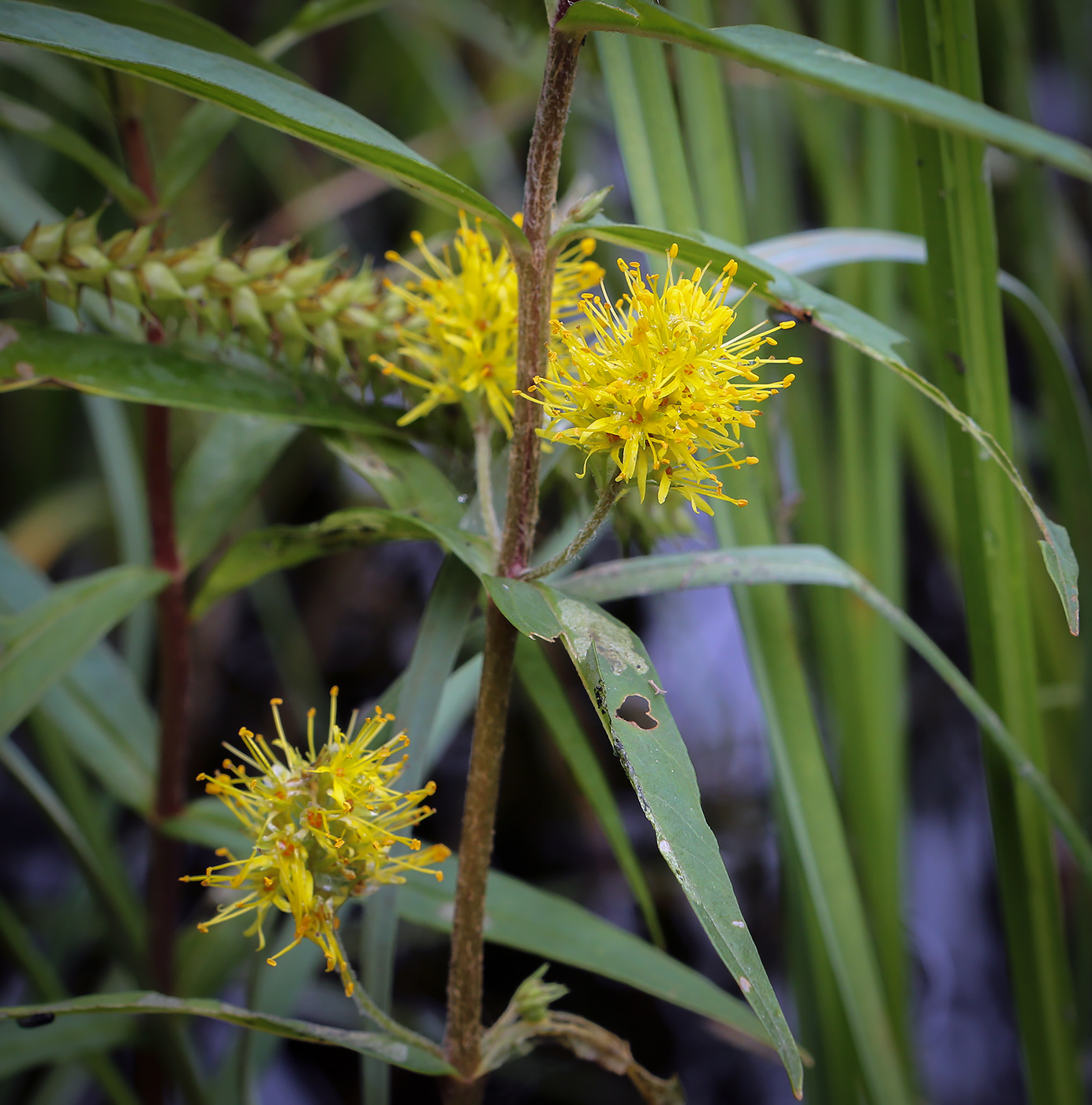 Image of Naumburgia thyrsiflora specimen.