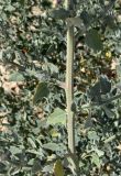 Chenopodium album
