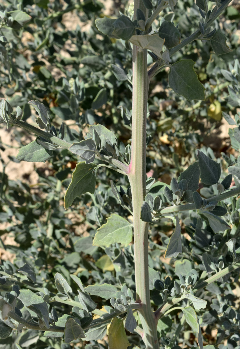 Image of Chenopodium album specimen.
