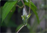 Clematis &times; jackmanii