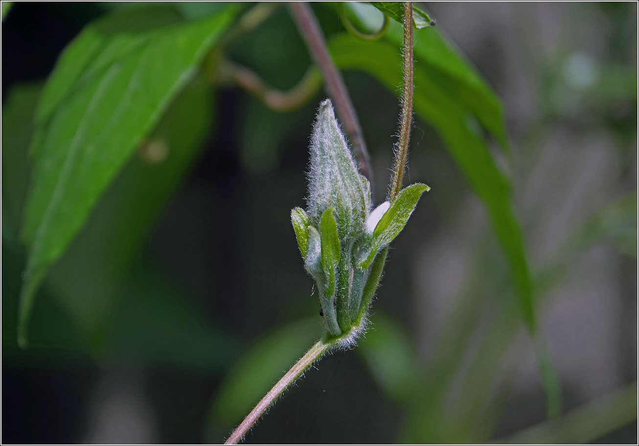 Image of Clematis × jackmanii specimen.