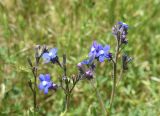 Anchusa azurea