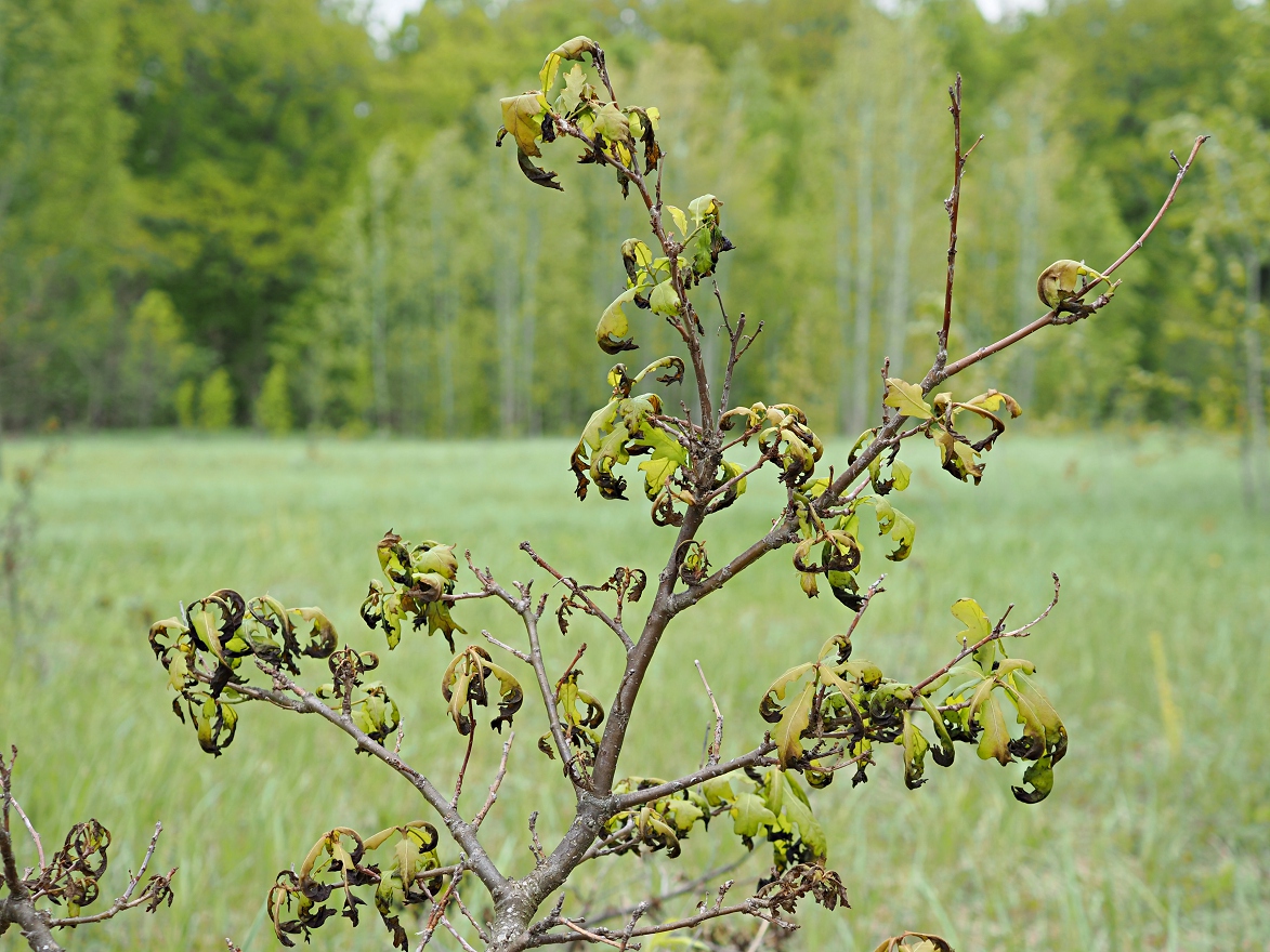 Image of Quercus robur specimen.