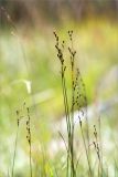 Juncus atrofuscus. Верхушки побегов с соплодиями. Карелия, Лоухский р-н, окр. биостанции «Мыс Картеш»; берег Белого моря, приморский разнотравно-злаковый луг. 22.07.2025.