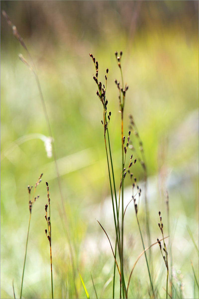 Изображение особи Juncus atrofuscus.