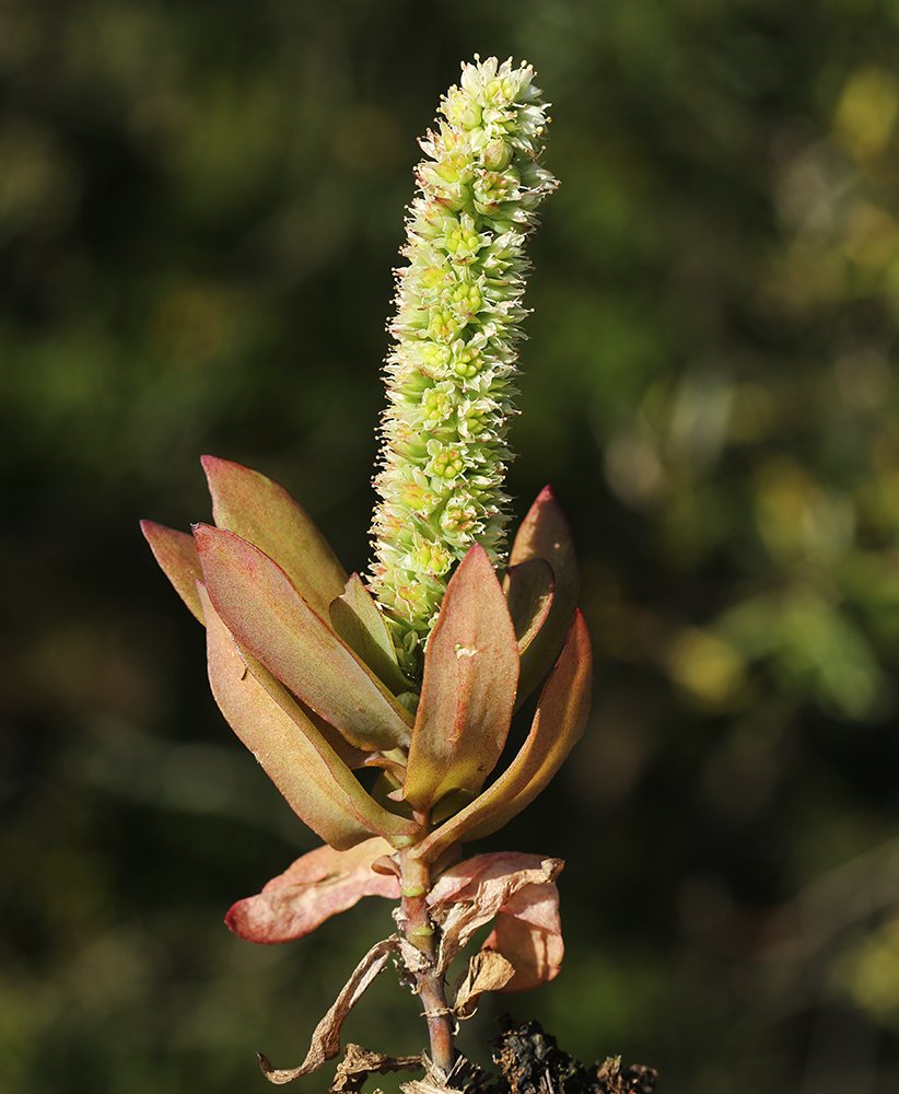 Изображение особи Orostachys malacophylla.