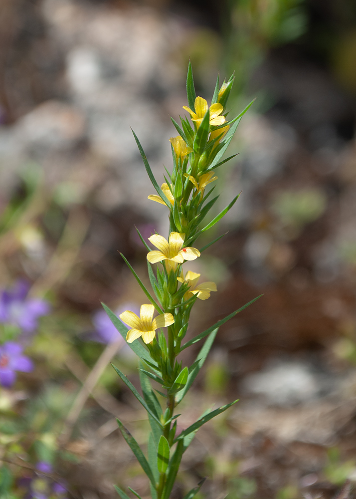 Изображение особи Linum strictum ssp. spicatum.