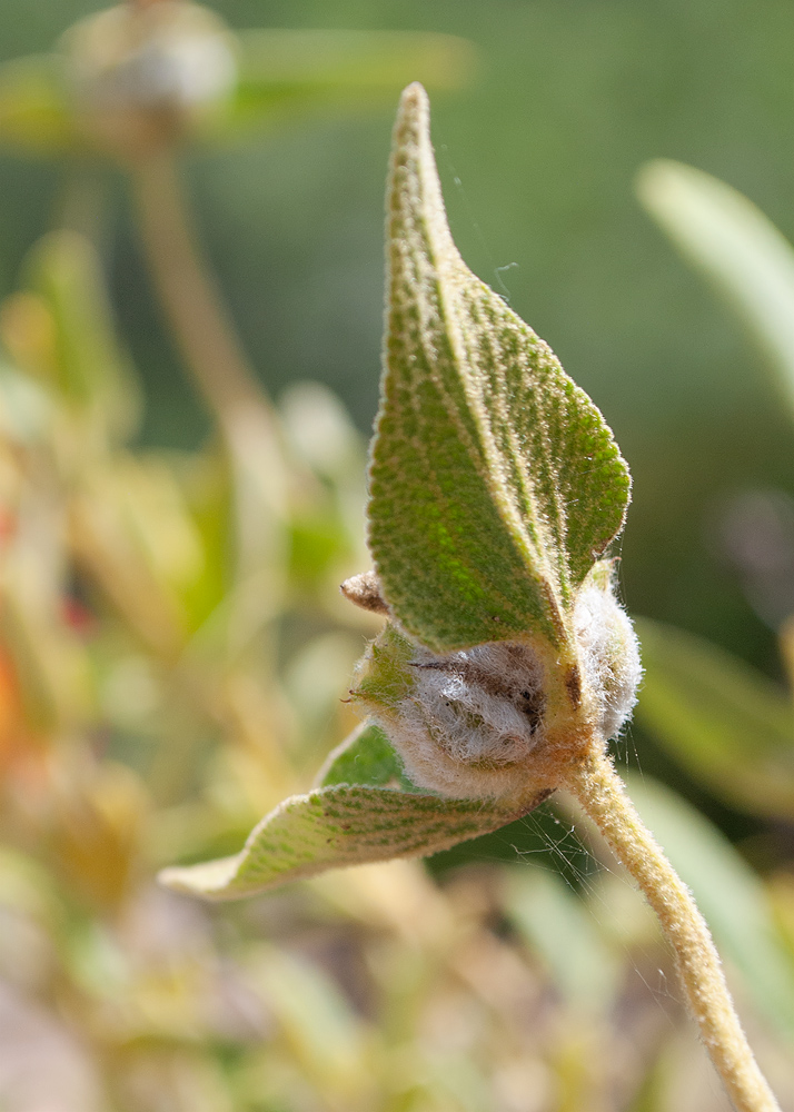 Image of genus Phlomis specimen.