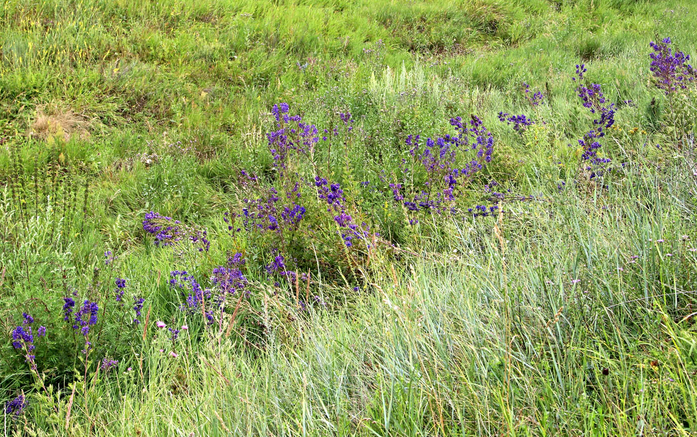 Image of Delphinium cuneatum specimen.