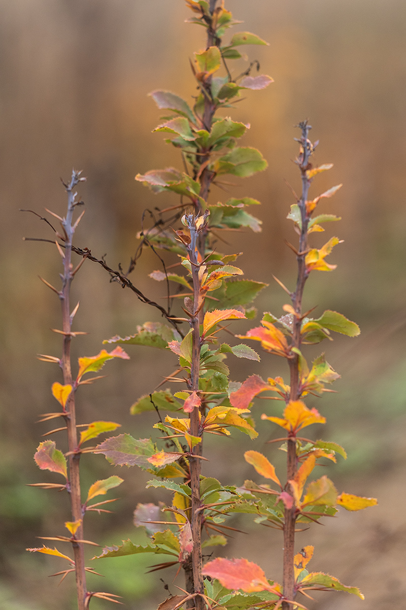 Изображение особи Berberis vulgaris.