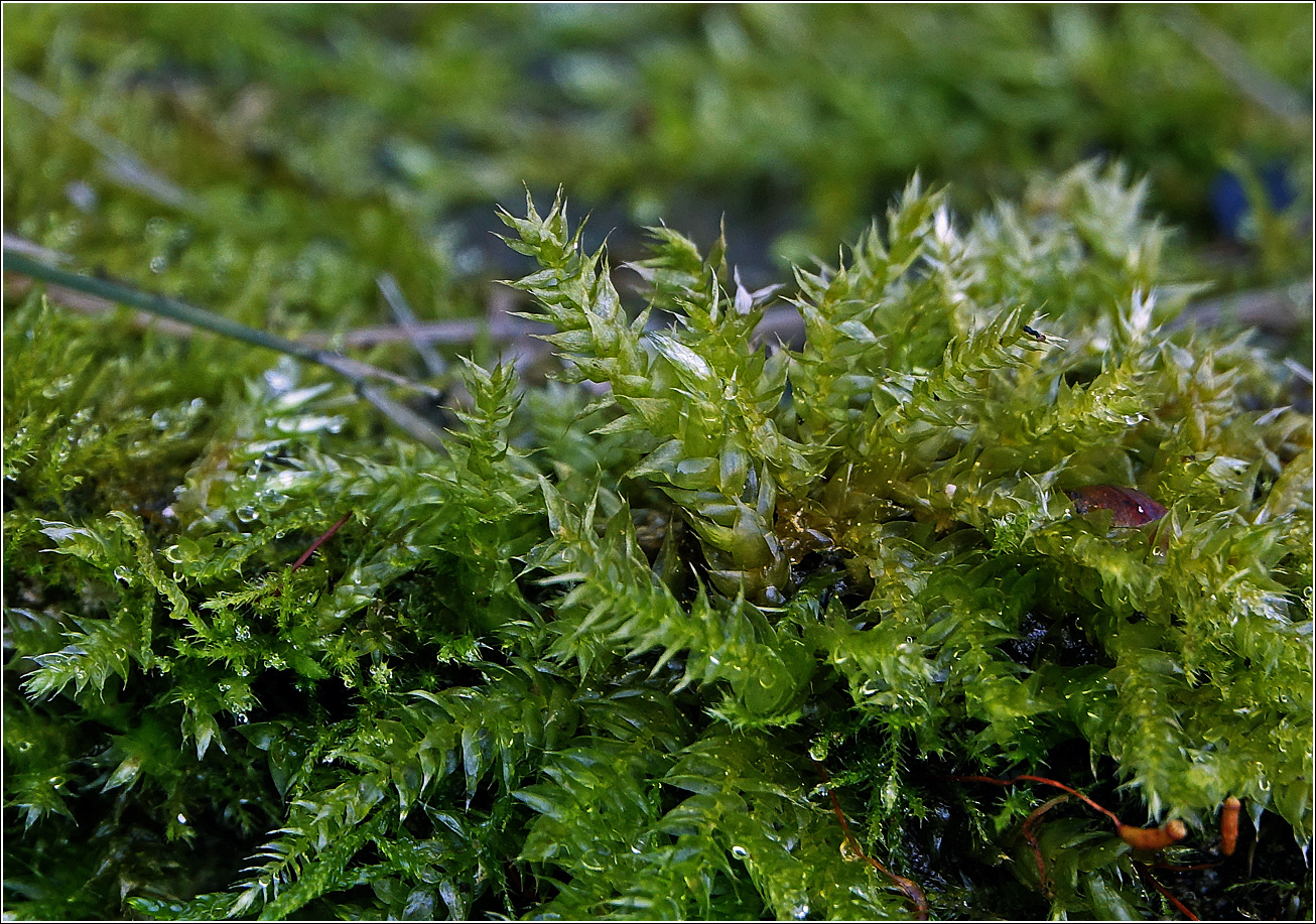 Изображение особи Неопознанный вид.