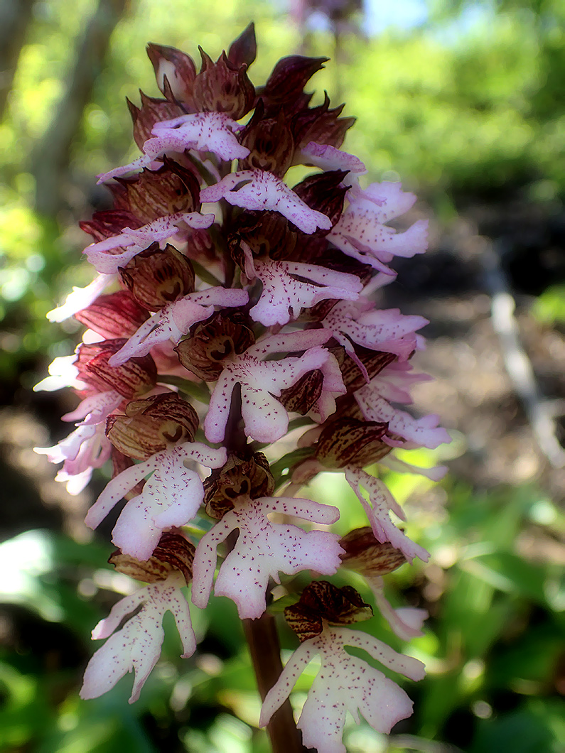 Image of Orchis purpurea specimen.