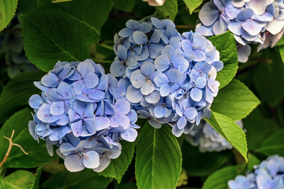 Изображение особи Hydrangea macrophylla.