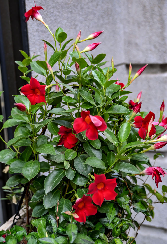 Image of Mandevilla sanderi specimen.