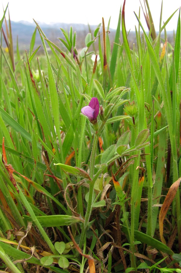 Image of Vicia lathyroides specimen.