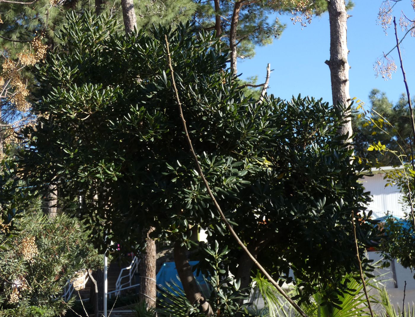 Изображение особи Pittosporum tobira.