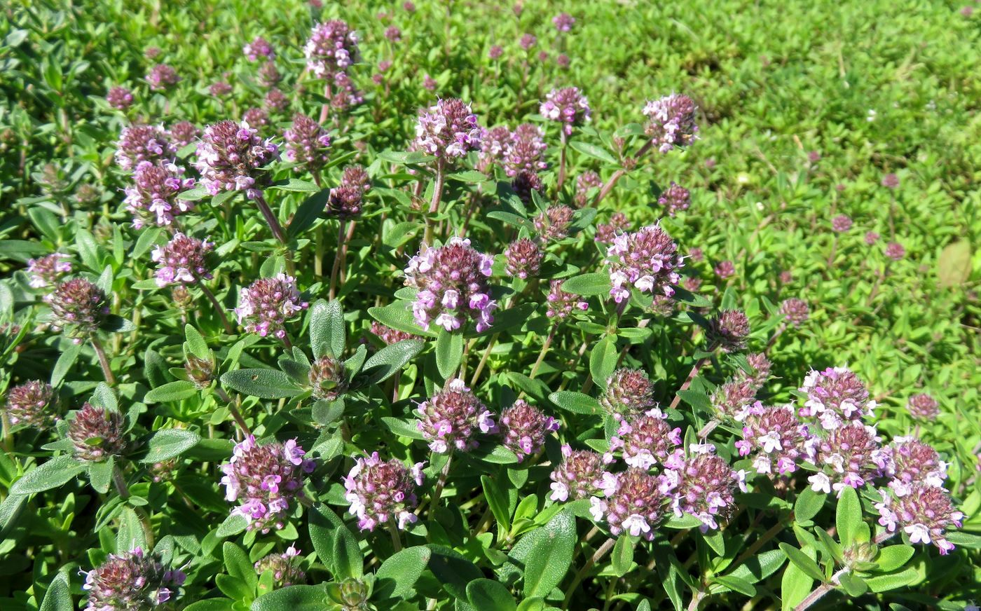 Image of Thymus marschallianus specimen.