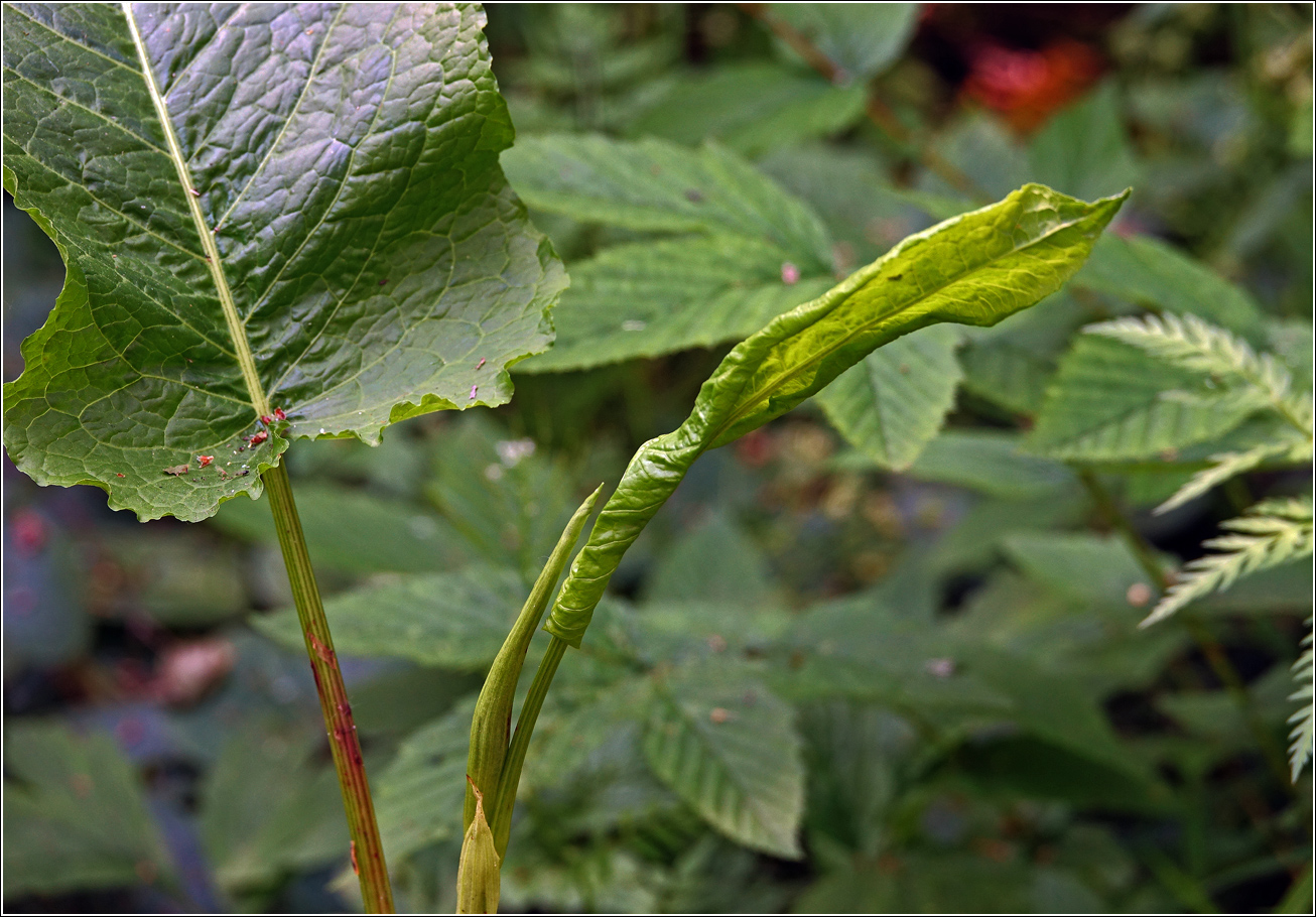 Изображение особи Rumex obtusifolius.