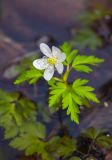 Anemone amurensis. Верхушка цветущего растения в пойме ручья. Приморский край, окр. с. Бровничи, ущ. р. Тигровая, широколиственный лес. 04.05.2025.