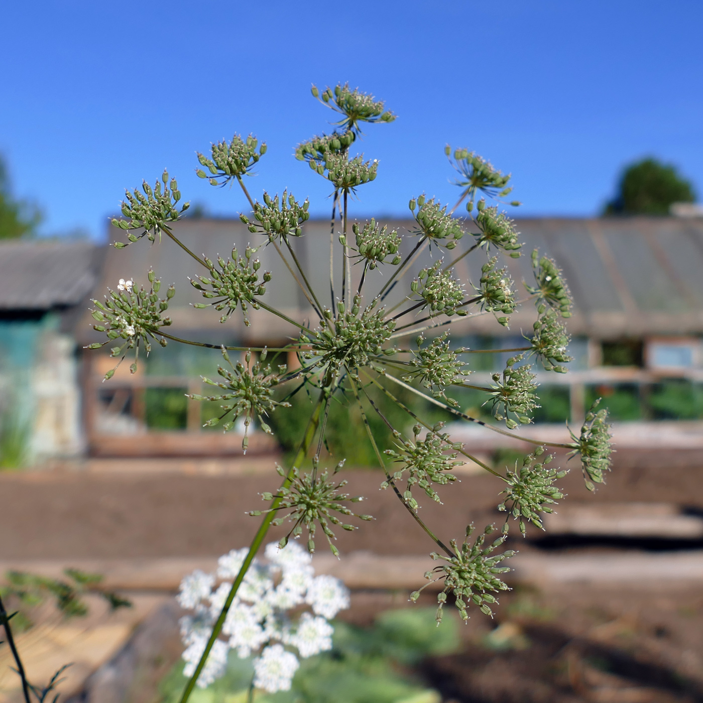 Изображение особи Petroselinum crispum.