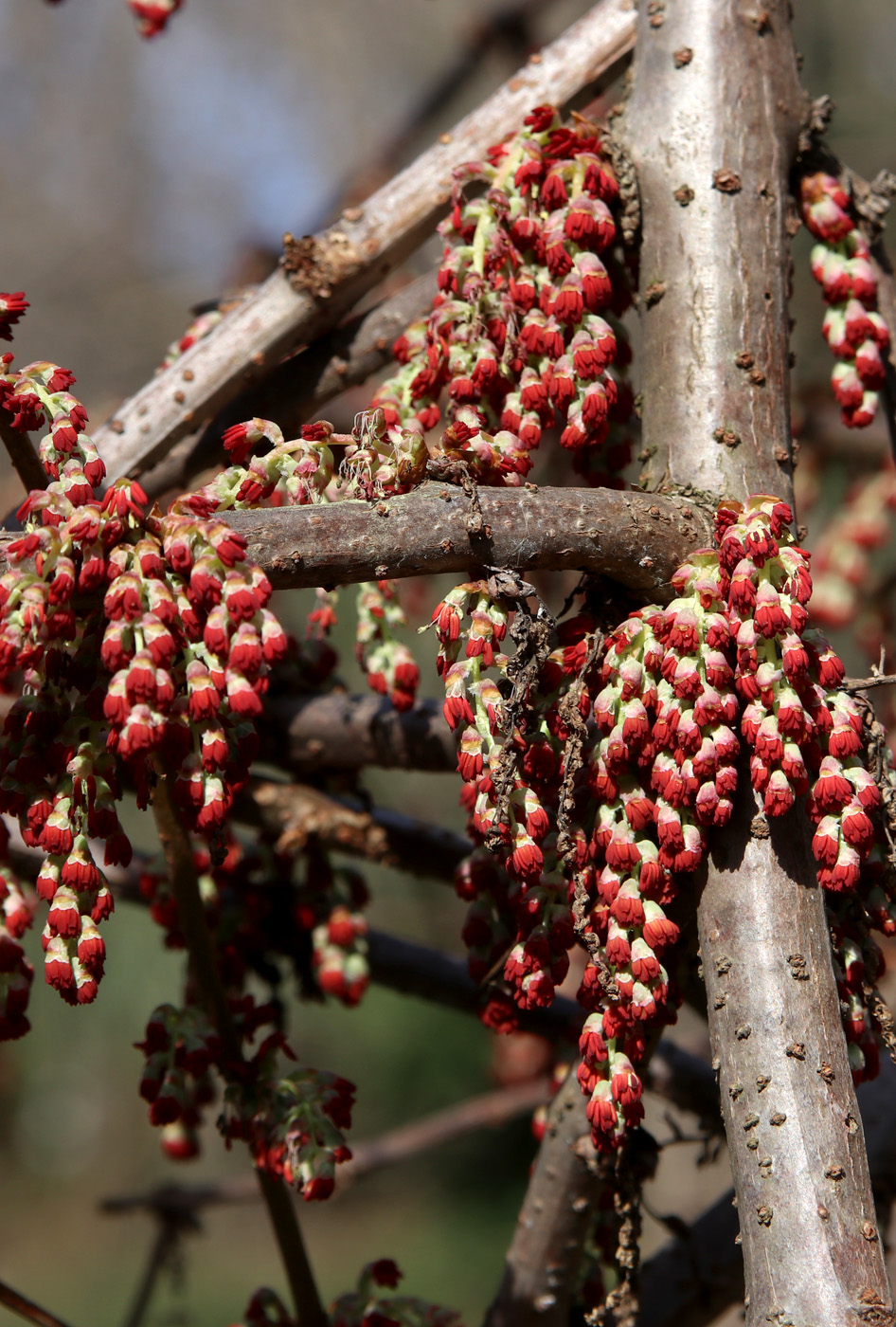 Изображение особи Coriaria sinica.