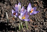 Crocus reticulatus. Цветущие растения. Белгородская обл., пос. Ракитное, ул. Сосновая, 2, в культуре. 26 марта 2026 г.