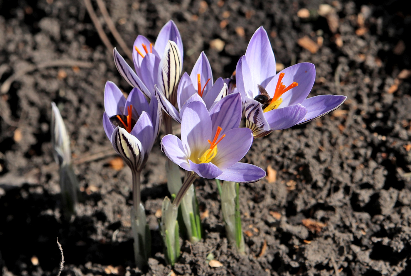 Изображение особи Crocus reticulatus.