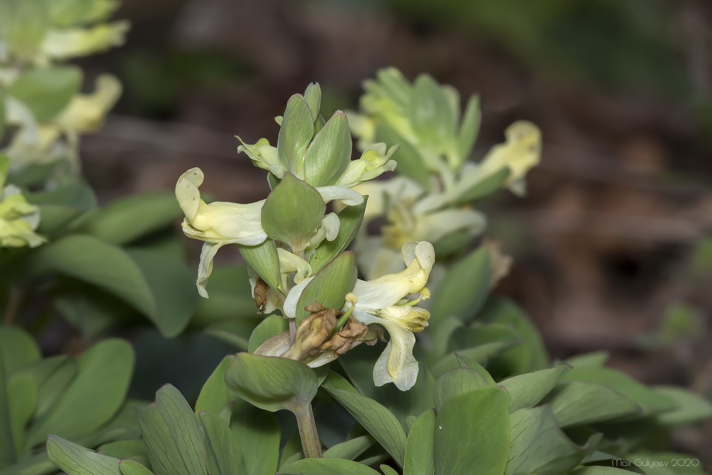 Изображение особи Corydalis marschalliana.