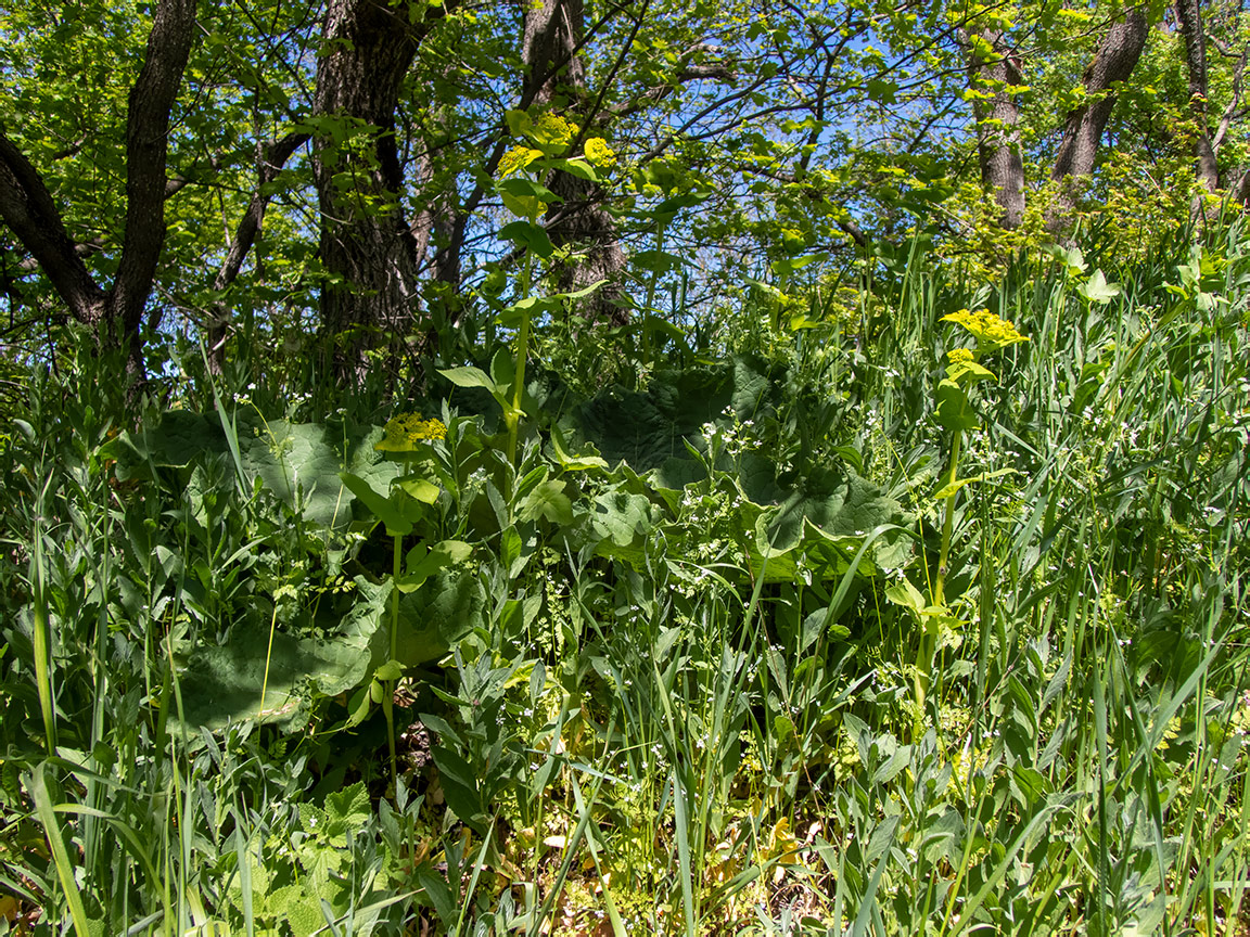 Image of Smyrnium perfoliatum specimen.