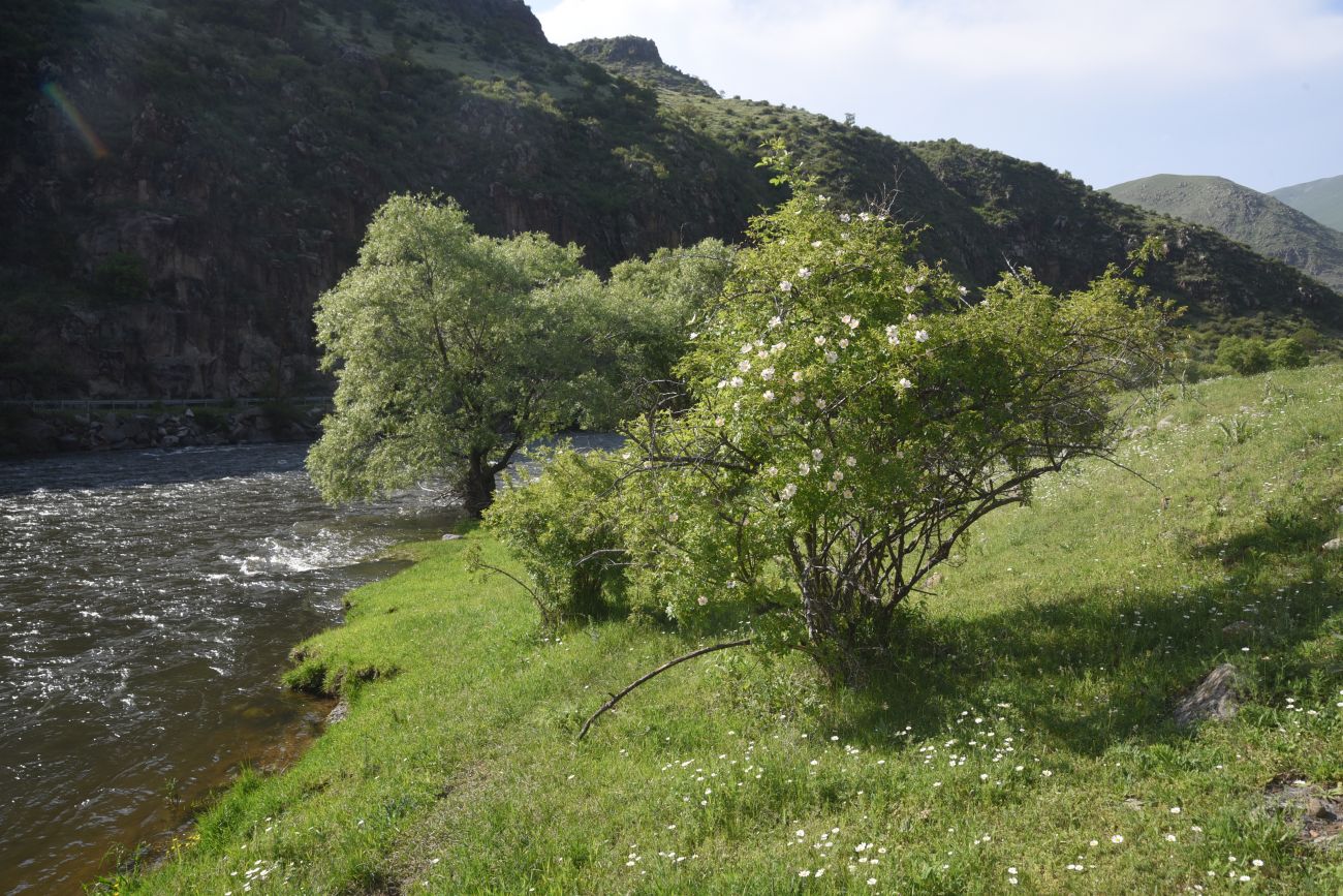 Изображение особи род Rosa.