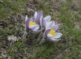 Pulsatilla vernalis. Цветущие растения. Испания, Каталония, пров. Жирона, комарка Рипольес, муниципалитет Сеткасес, курорт \"Вальтер 2000\", ≈2200 м н.у.м., нижняя часть склона зап. экспозиции, каменистый луг. 10.05.2026.