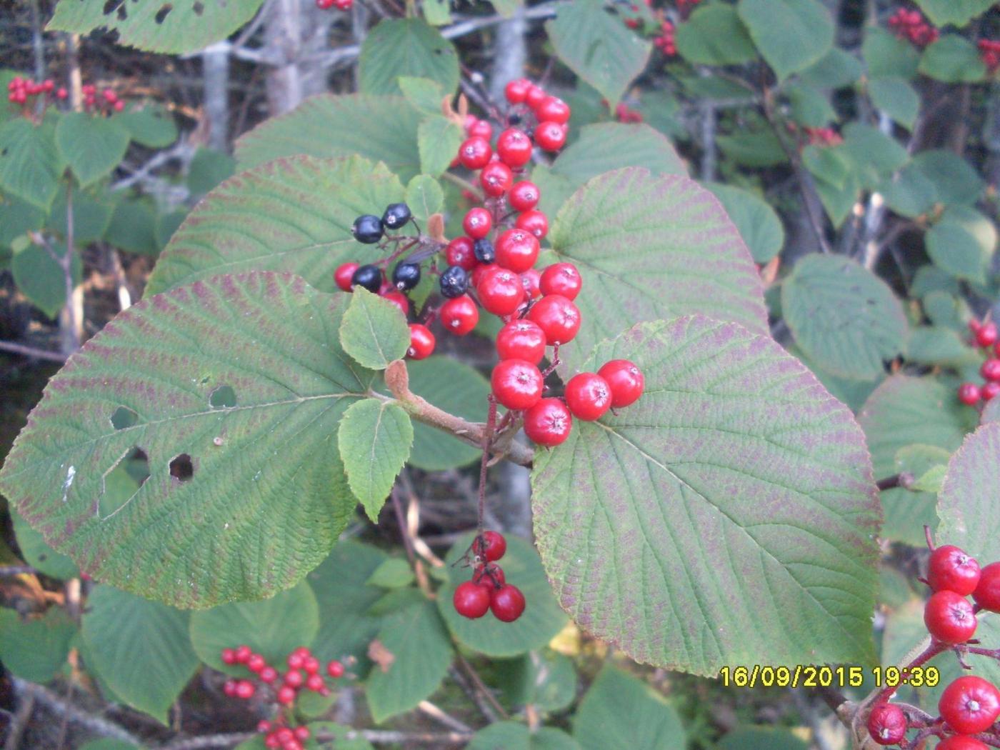 Image of genus Viburnum specimen.