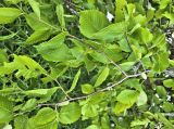 genus Ulmus