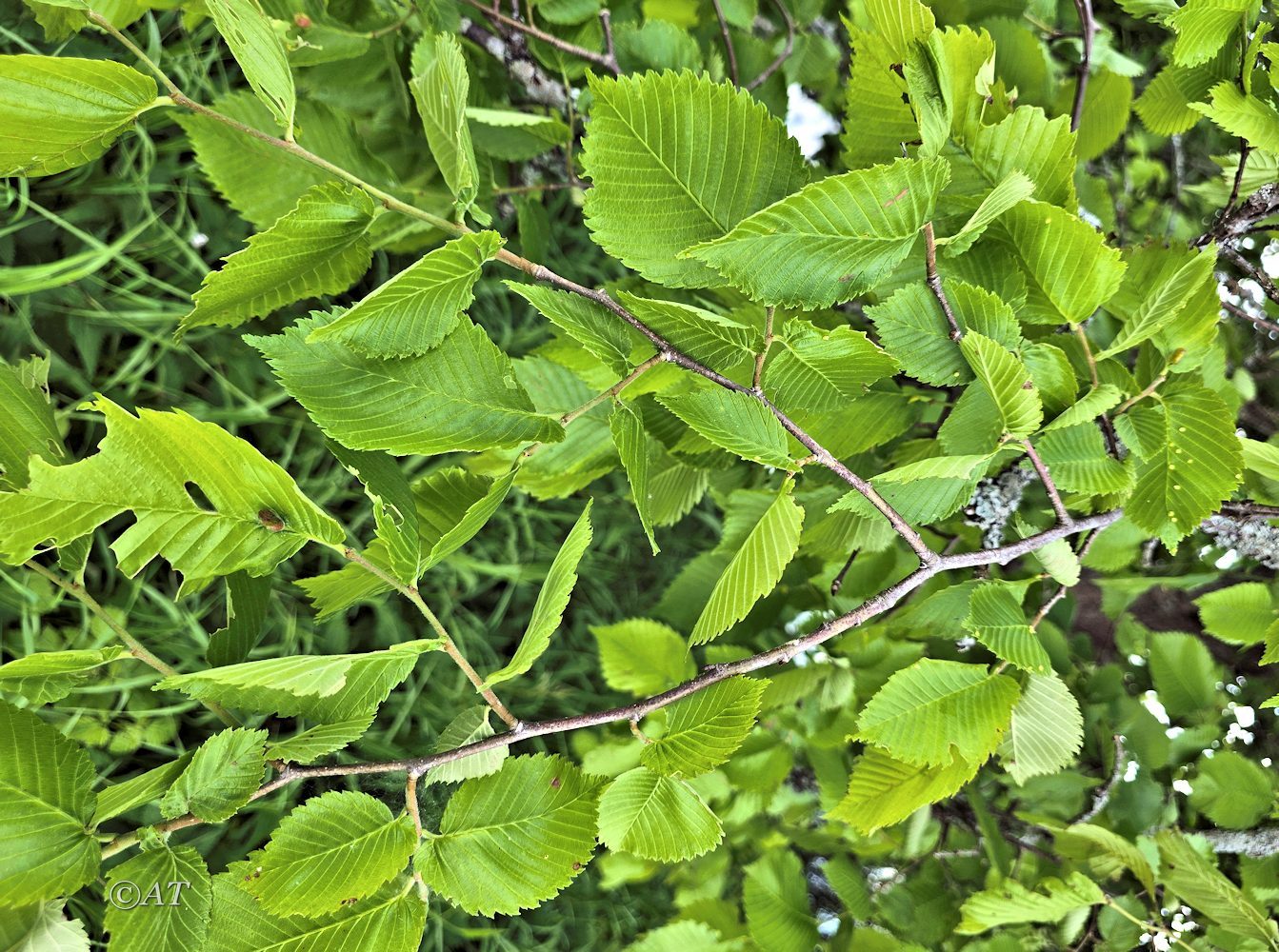 Image of genus Ulmus specimen.