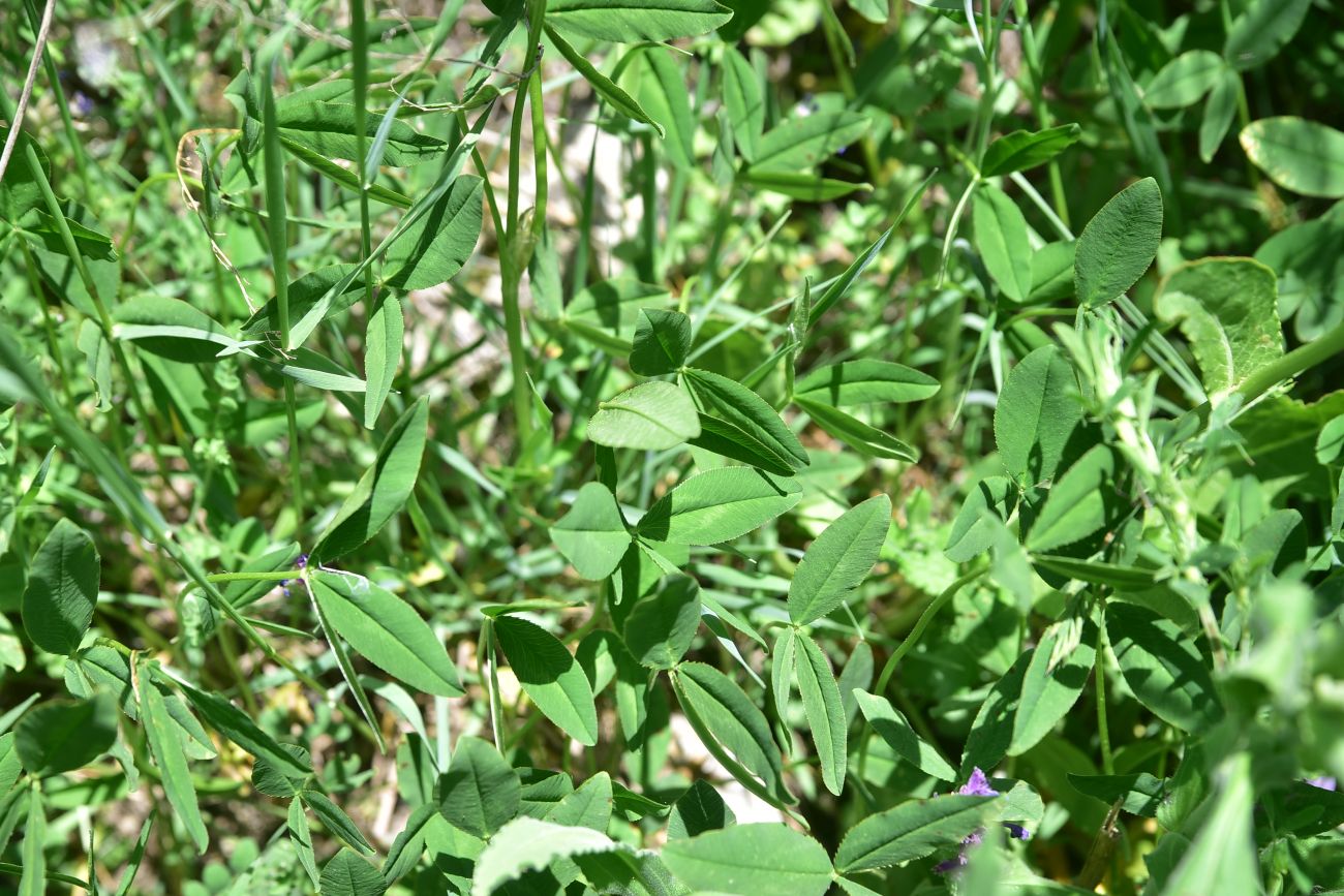 Изображение особи род Trifolium.