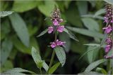 Stachys palustris