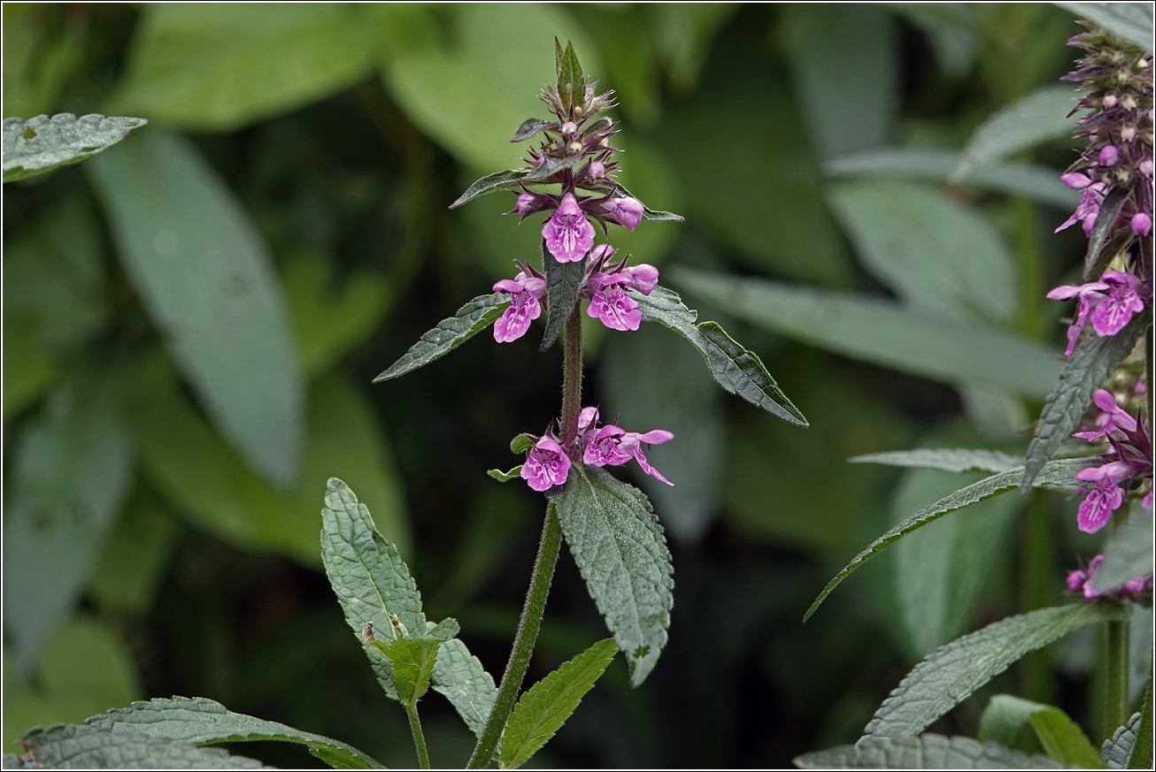 Image of Stachys palustris specimen.