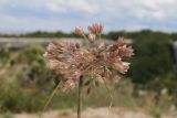 Allium paniculatum. Соцветие. Крым, предгорье, средневековый город-крепость Эски-Кермен. 26.07.2026.