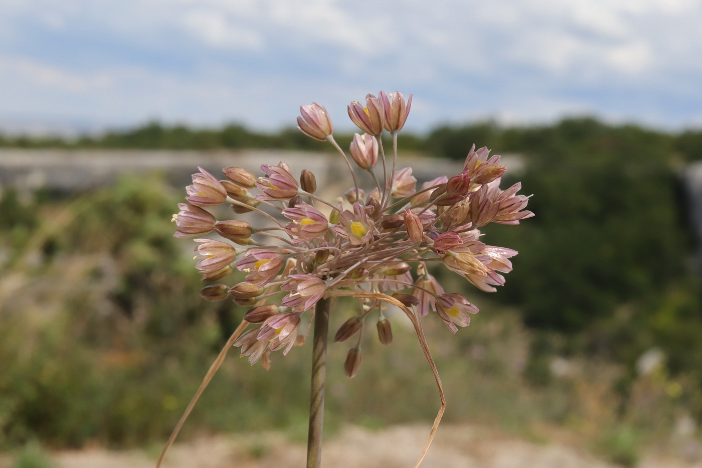 Image of Allium paniculatum specimen.
