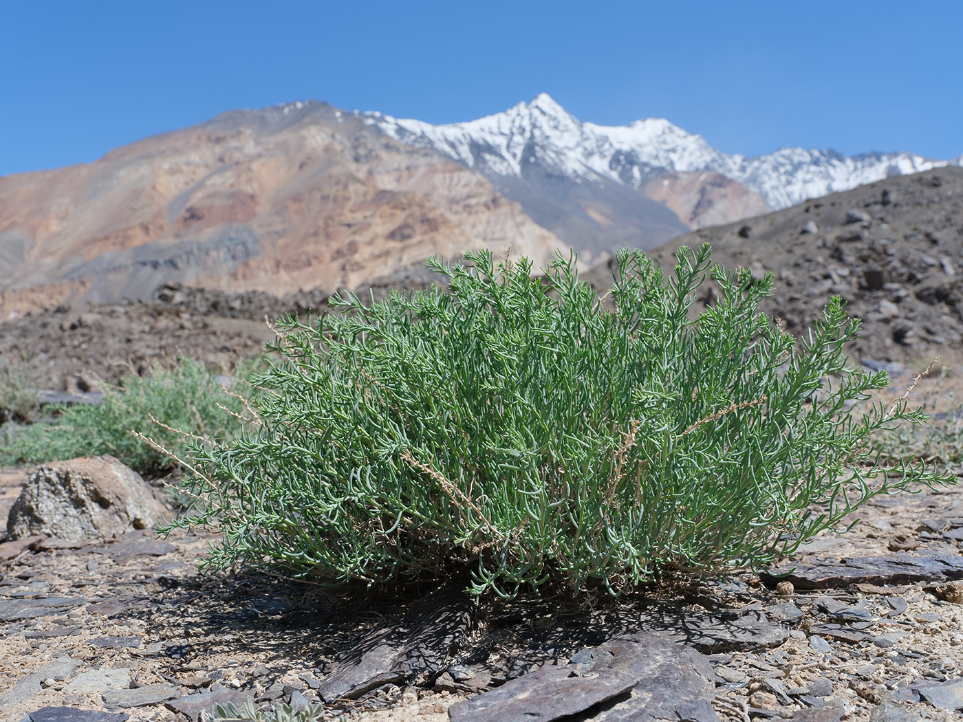 Изображение особи Salsola montana.