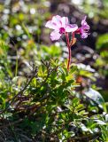 Rhododendron redowskianum. Цветущее растение. Хабаровский край, р-н имени Лазо, массив горы Ко, гора Столовая, выс. ≈ 1810 м н.у.м., горная тундра. 02.08.2026.