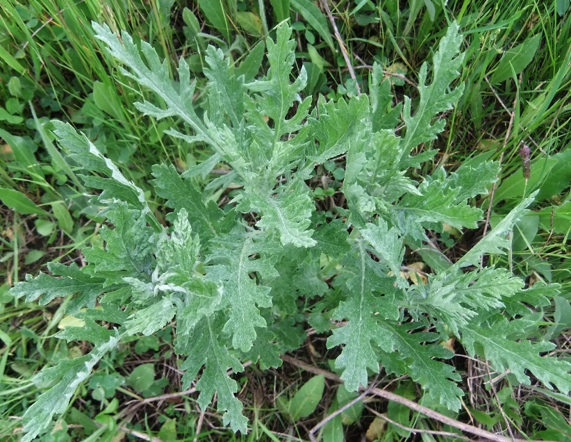 Image of Senecio grandidentatus specimen.